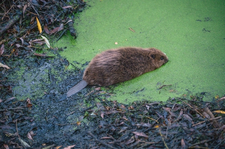 Released beaver enters water