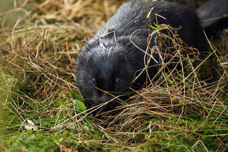 Black beaver in grass