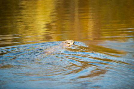 Beaver in water