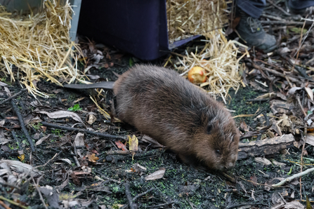 Beaver emerging from cage