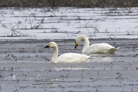 Bewicks and Whooper Swans