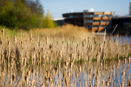 More space for nature - biodiversity