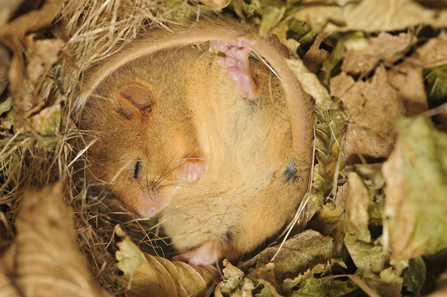 A hibernating dormouse sleeping on it's back