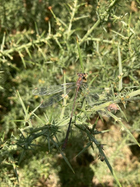 Willow Emerald Damselfly