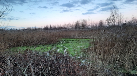 Channels in the water created by beavers