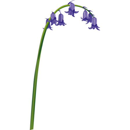 illustration of a bluebell