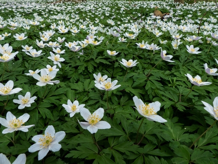 Wood Anemones at Gamston Wood credit Alan West