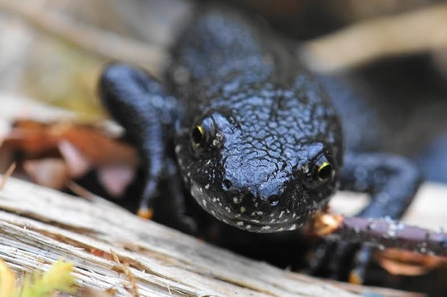 Great crested newt