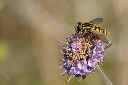 A black and yellow hoverfly feeding on a purple flower of devil's bit scabious