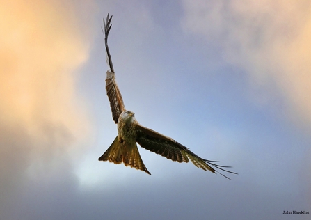 Red kite soaring in front of a sunset sky