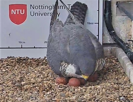 The fourth Peregrine Falcon egg has been laid for 2022