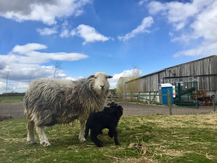 Ewe and lambs in field