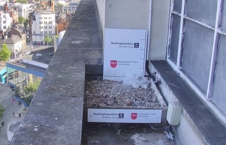 Two Peregine Falcon chicks atop the Newton Building