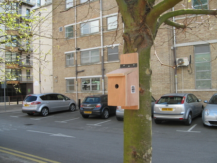 Blue tit box (for Nextdoor Nature page)