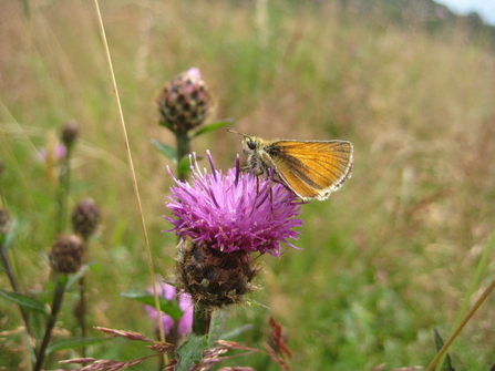 Butterfly at Bulwell