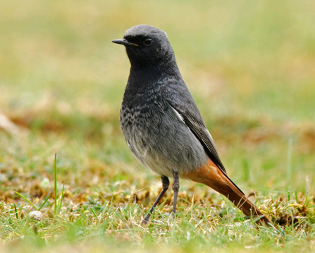 Black Redstart male