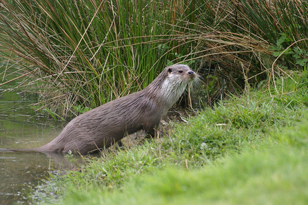 OTTER