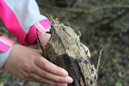 Gnawed tree at Idle Valley