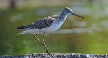 A greenshank standing on a waterside rock