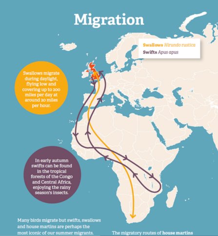 swift and swallow migration