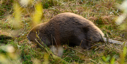 Beaver release Nottinghamshire