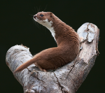 Weasel