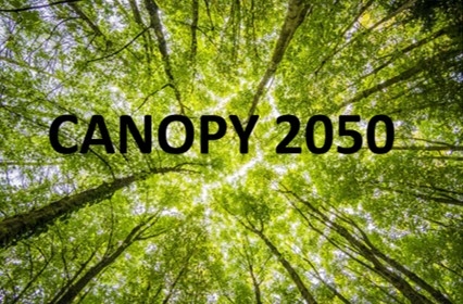 Canopy 2050 group name over image of tree canopy in full leaf looking up from the ground.