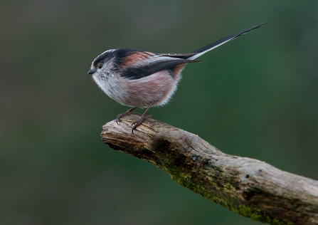 Long-tailed tit on branch