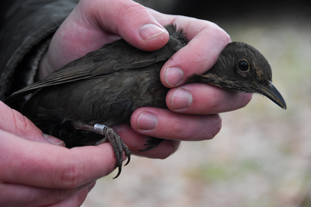 Female blackbird being held