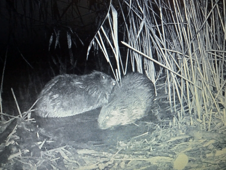 beaver kits