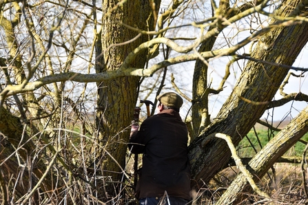 Man putting up willow tit box in dense scrub