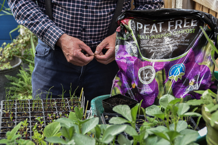 Bag of peat free compost in garden planting