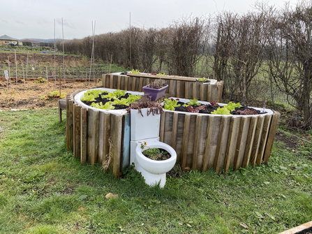 Toilet planter