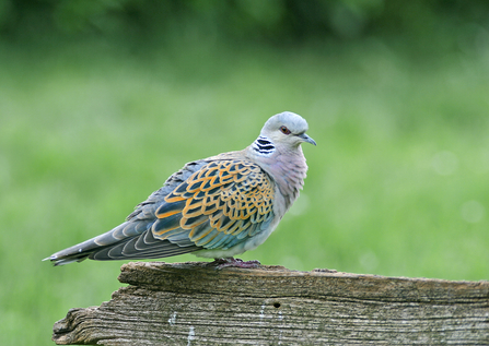 Turtle Dove