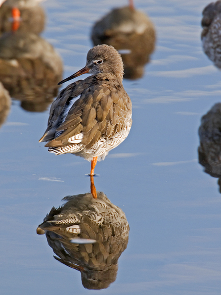 Redshank in Flock