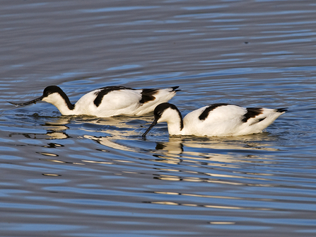 Avocet pair on the water