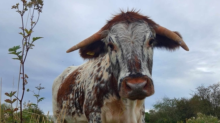 Longhorn at Attenborough Nature Reserve