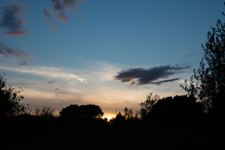 sunset with trees