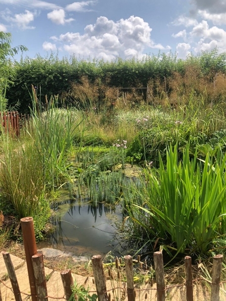 A stunning wildlife pond, full of activity