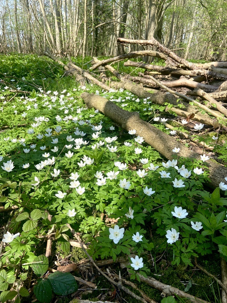 wood anemone flowers on a woodland floor in sunlight