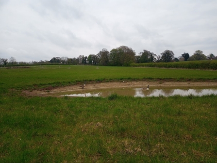 Pond being used by waterfowl.