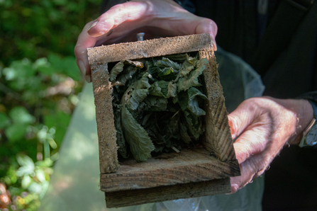 a nest of leaves in a box