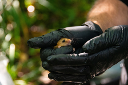 a dormouse in cupped hands