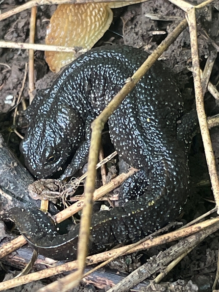 Female Great Crested Newt
