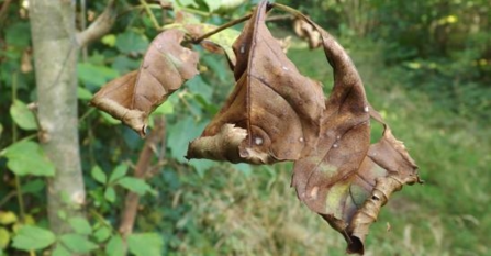 Infected ash leaf