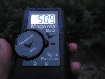 Using a bat detector on a bat walk