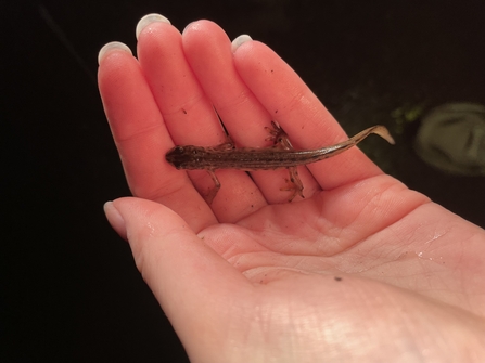 pond creature in hand