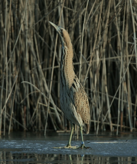 Bittern at Holme Pit