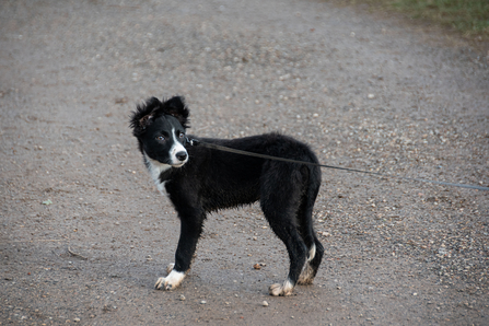 a border collie puppy on a lead