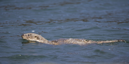 European Otter Swimming